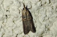 Etiella zinckenella