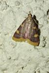 Hypsopygia costalis