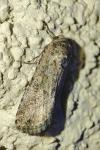 Spodoptera exigua