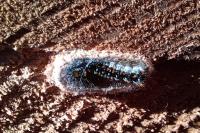 Acronicta tridens