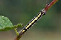Acronicta psi