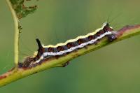 Acronicta psi