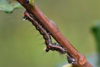 Acronicta tridens
