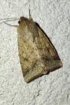 Helicoverpa armigera