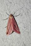 Rhodometra sacraria