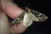 Trigonophora flammea