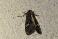 Trigonophora flammea