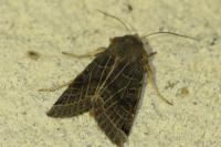 Anchoscelis lunosa
