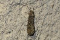 Spodoptera exigua