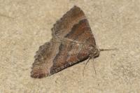 Larentia clavaria