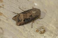 Agrotis ipsilon