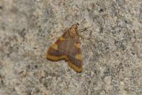 Hypsopygia costalis