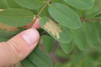 Parectopa robiniella