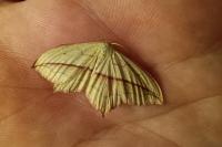 Timandra comae