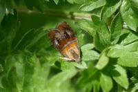 Olethreutes arcuella