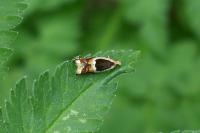 Ancylis badiana