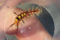 Orgyia antiqua
