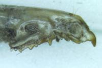 Crocidura russula