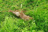 Oryctolagus cuniculus