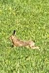 Lepus europaeus