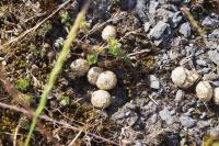 Oryctolagus cuniculus