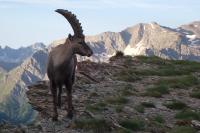 Capra ibex