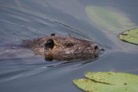 Myocastor coypus