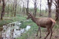 Cervus elaphus