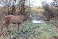 Cervus elaphus