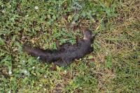Sciurus vulgaris