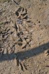 Vulpes vulpes