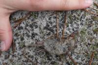 Soricidae