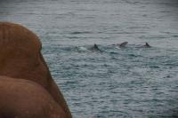 Tursiops truncatus