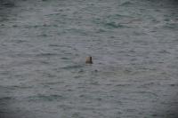 Halichoerus grypus
