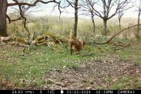 Canis familiaris