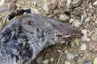 Soricidae