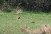 Lepus europaeus