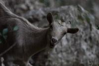 Capra hircus