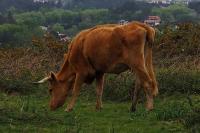 Bos taurus