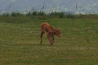 Bos taurus
