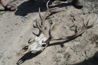 Cervus elaphus
