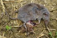 Crocidura