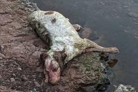 Canis familiaris