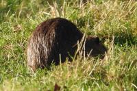Myocastor coypus