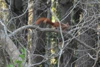 Sciurus vulgaris