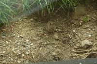 Oryctolagus cuniculus