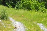 Vulpes vulpes