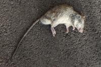 Rattus rattus