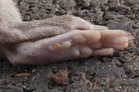 Rattus rattus