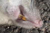Rattus rattus
